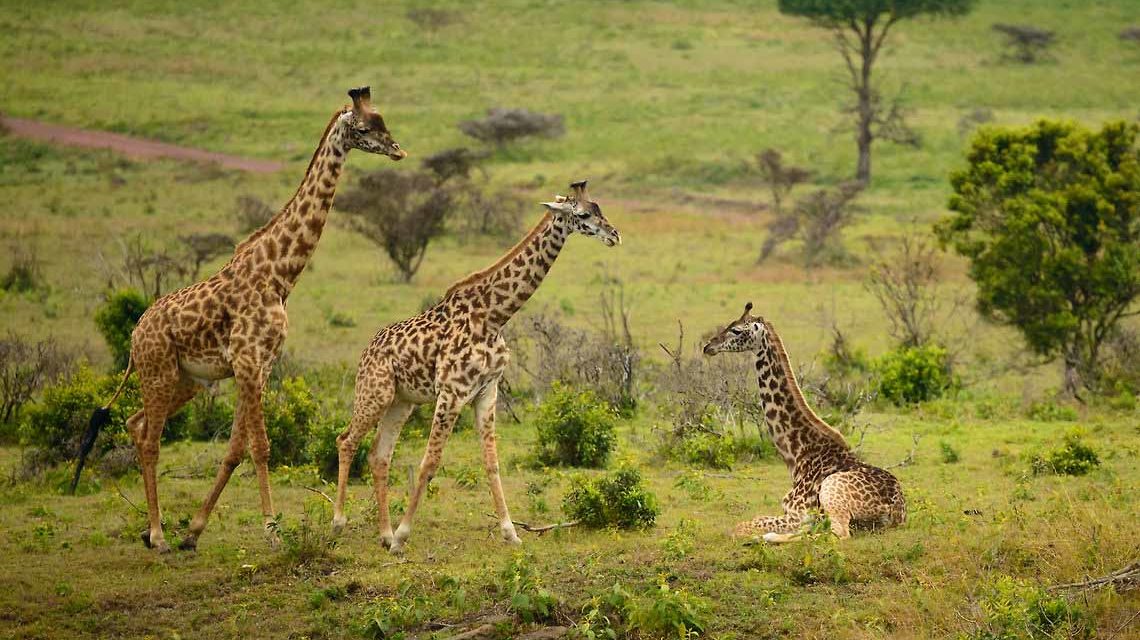 https://awesafari.com/wp-content/uploads/2020/01/Arusha-National-Park-2-1140x640.jpg