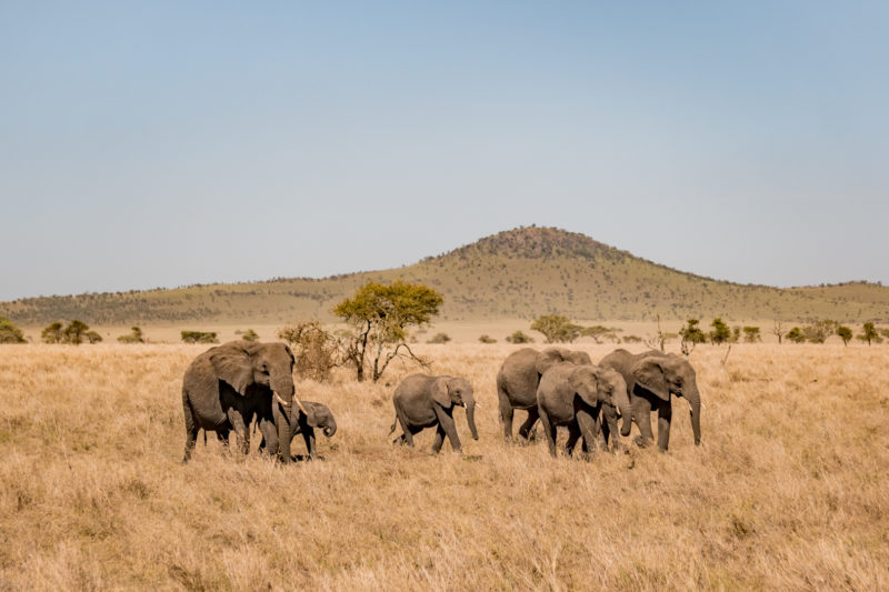 7 Days Luxury Tanzania Honeymoon Safari