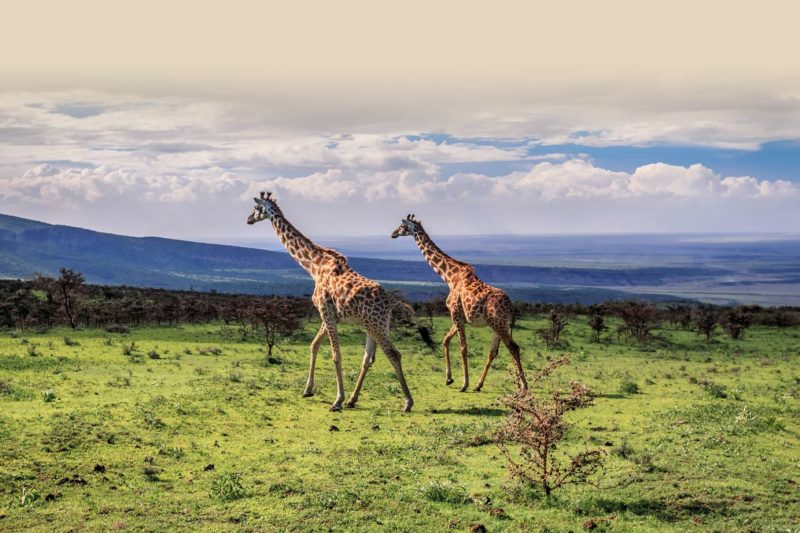 5 Days Tanzania Luxury Safari Holidays