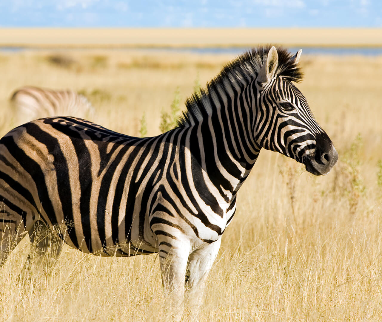 3 Days Safari and Maasai Experience