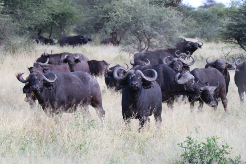 3 Days Tanzania Private Family Safari