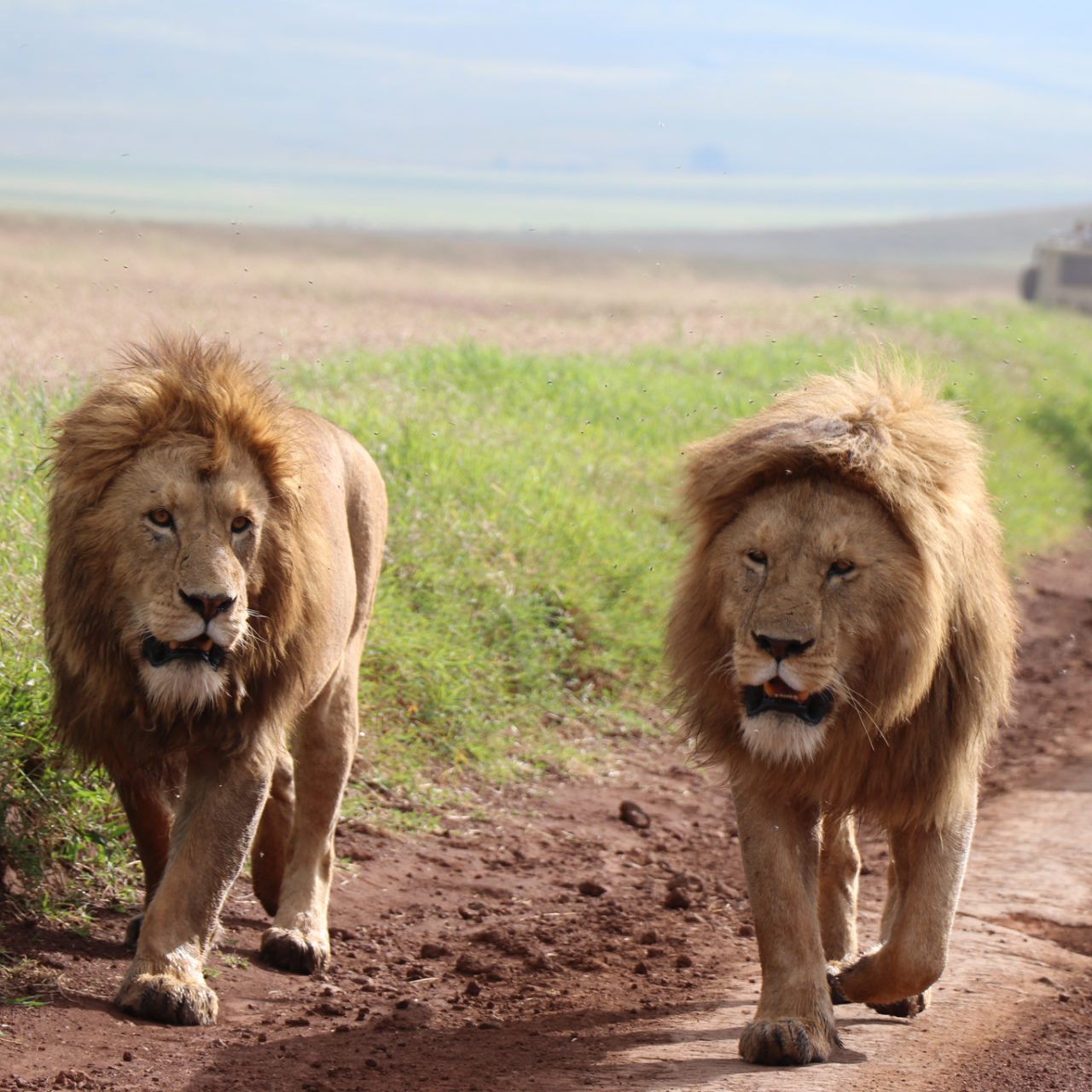 2 Days Tanzania Classic Safari