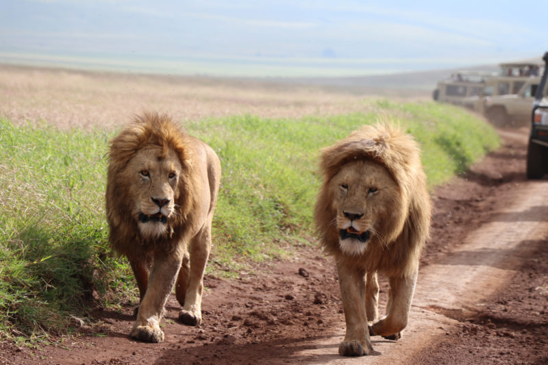 2 Days Tanzania Classic Safari