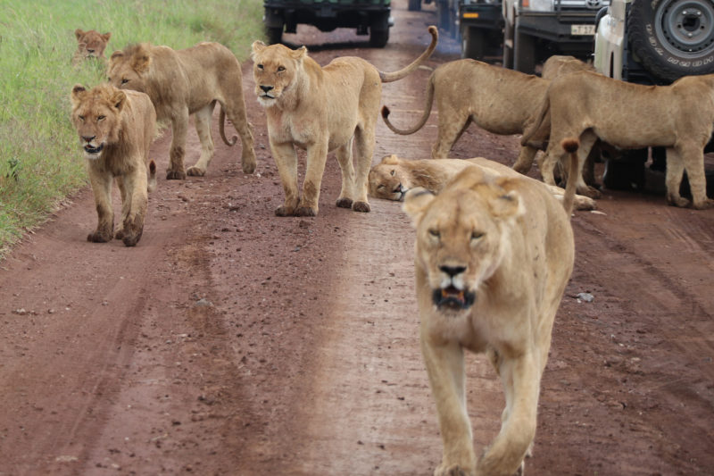 6 Days Tanzania Family Safari Holidays