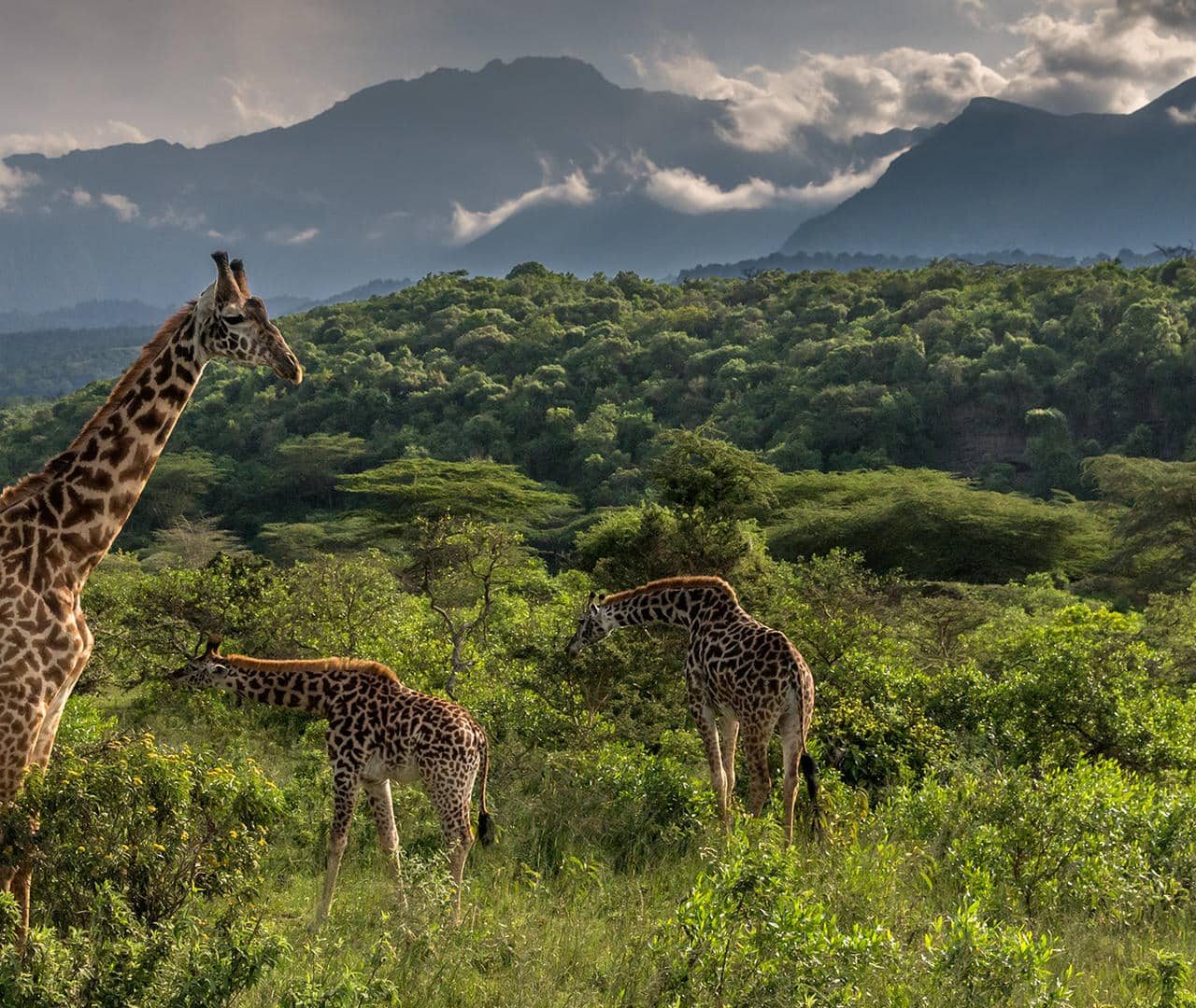 8 Days Tanzania Private Lodge Safari