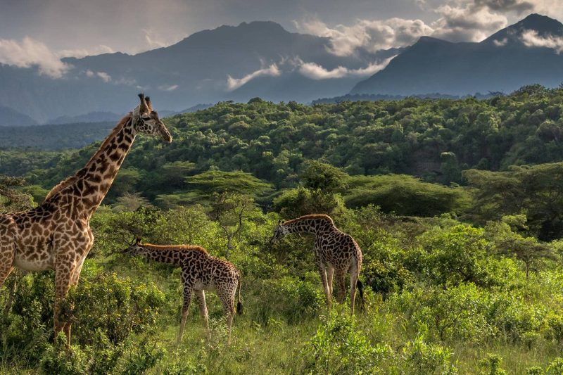 8 Days Tanzania Private Lodge Safari