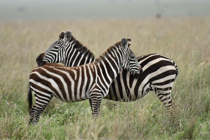 4 Days Tanzania Lodge Safari