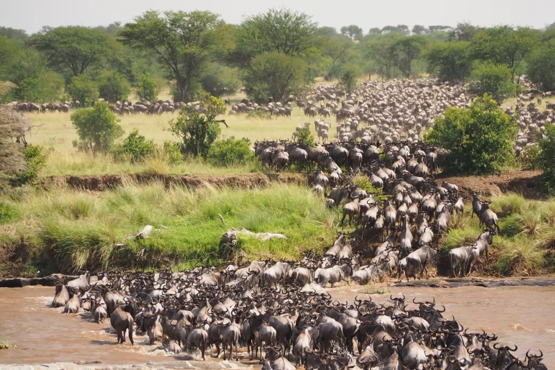 8 Days Serengeti Migration Safari