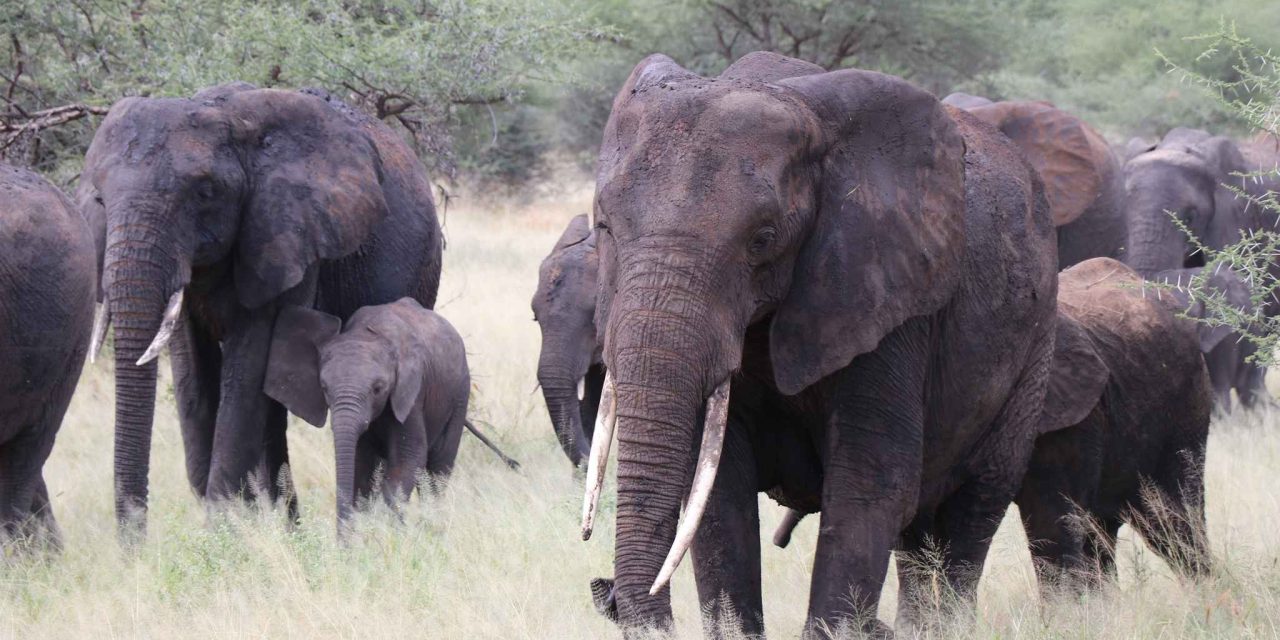 Top Tips for Booking Private Tours in Tanzania