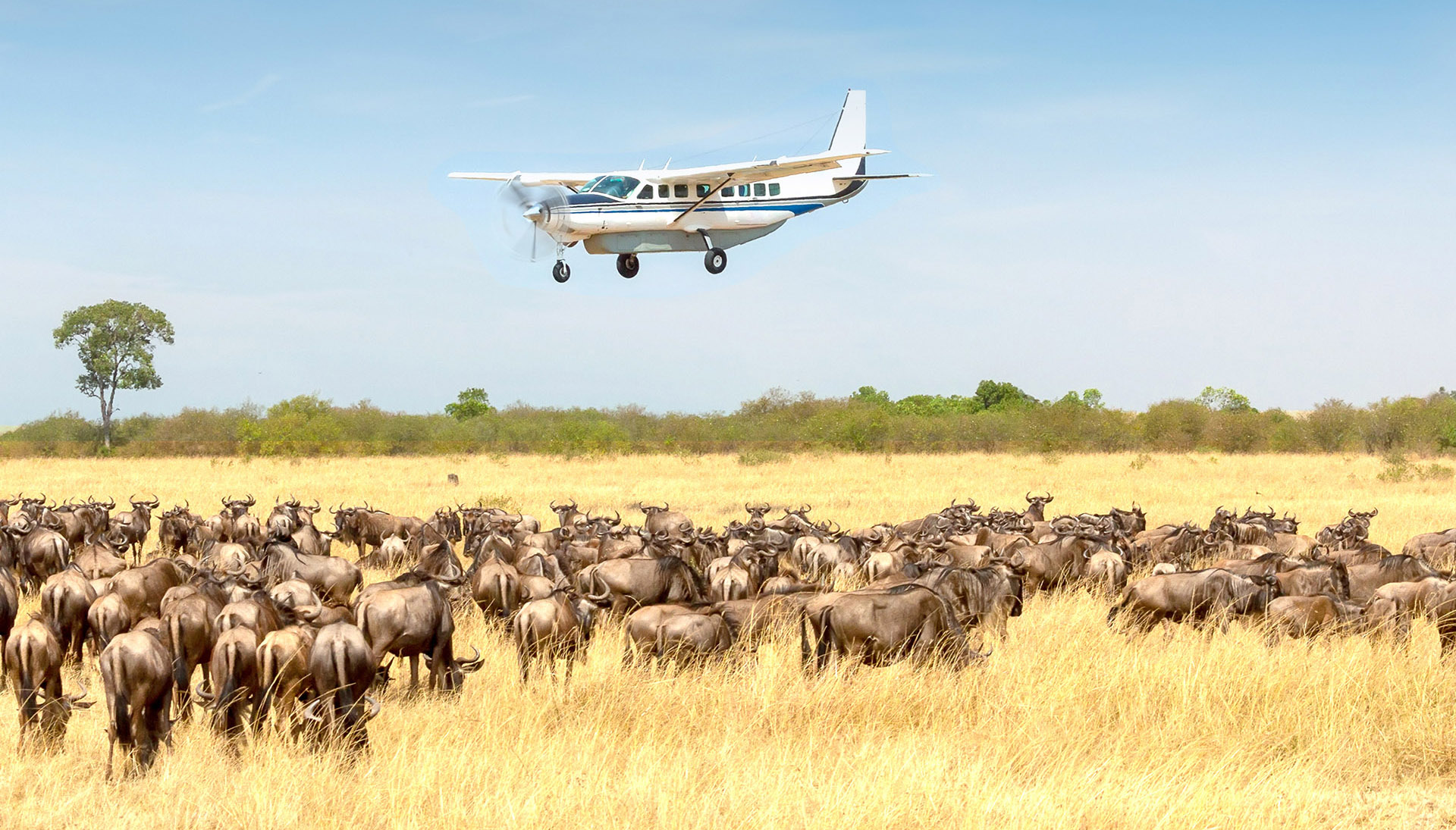 Domestic Flights to Serengeti National Park