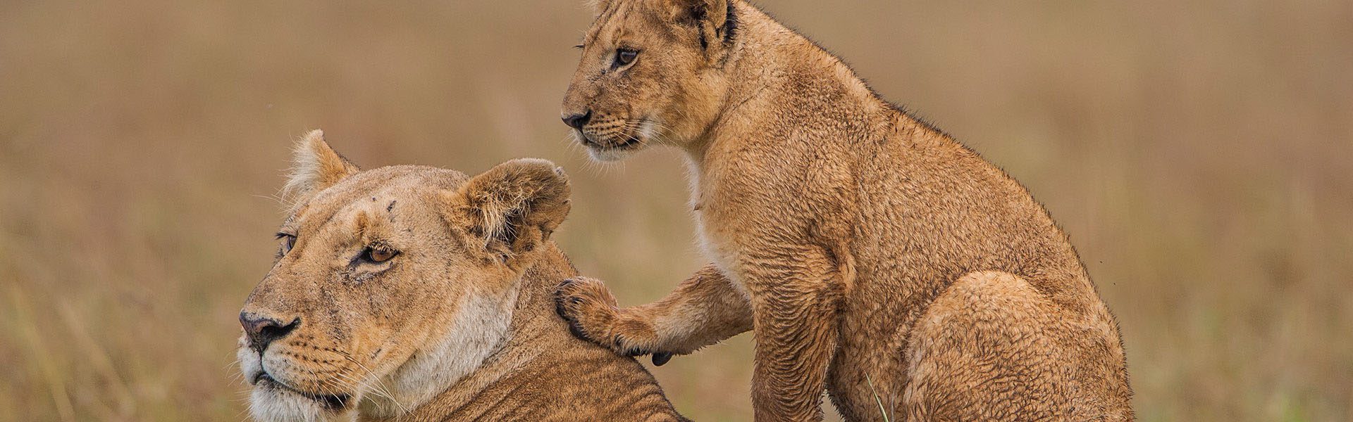 Ndutu Calving Season