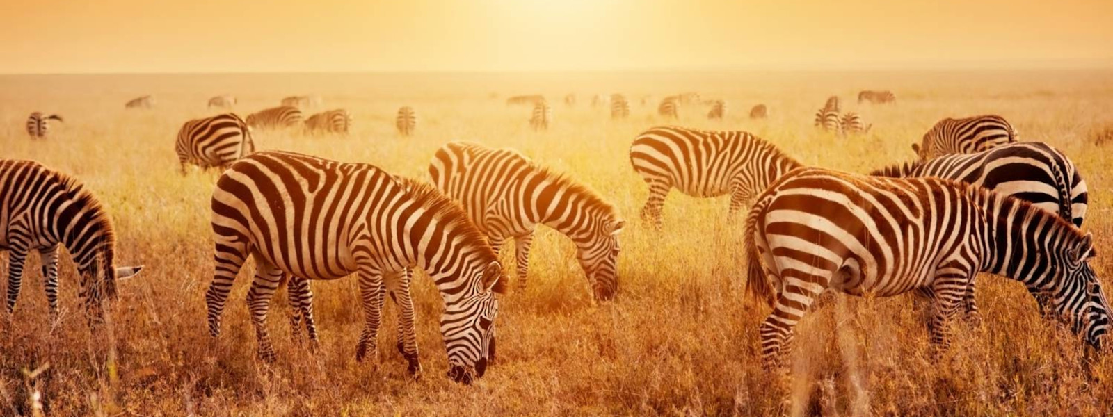 Ndutu Calving Season