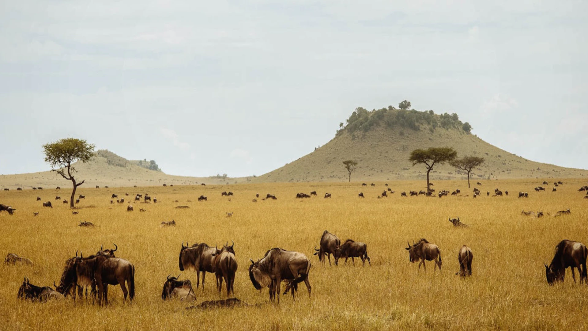Ndutu Calving Season