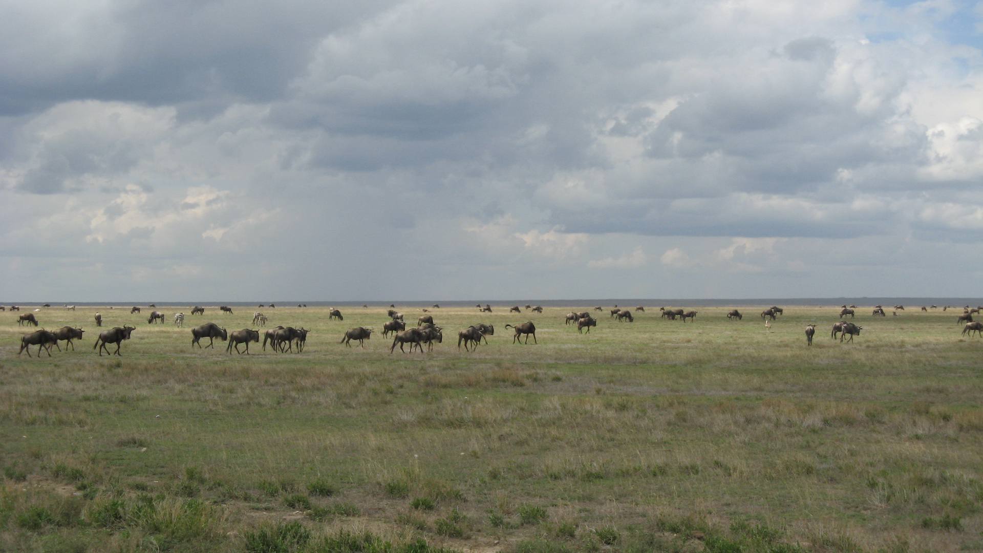 Ndutu Calving Season