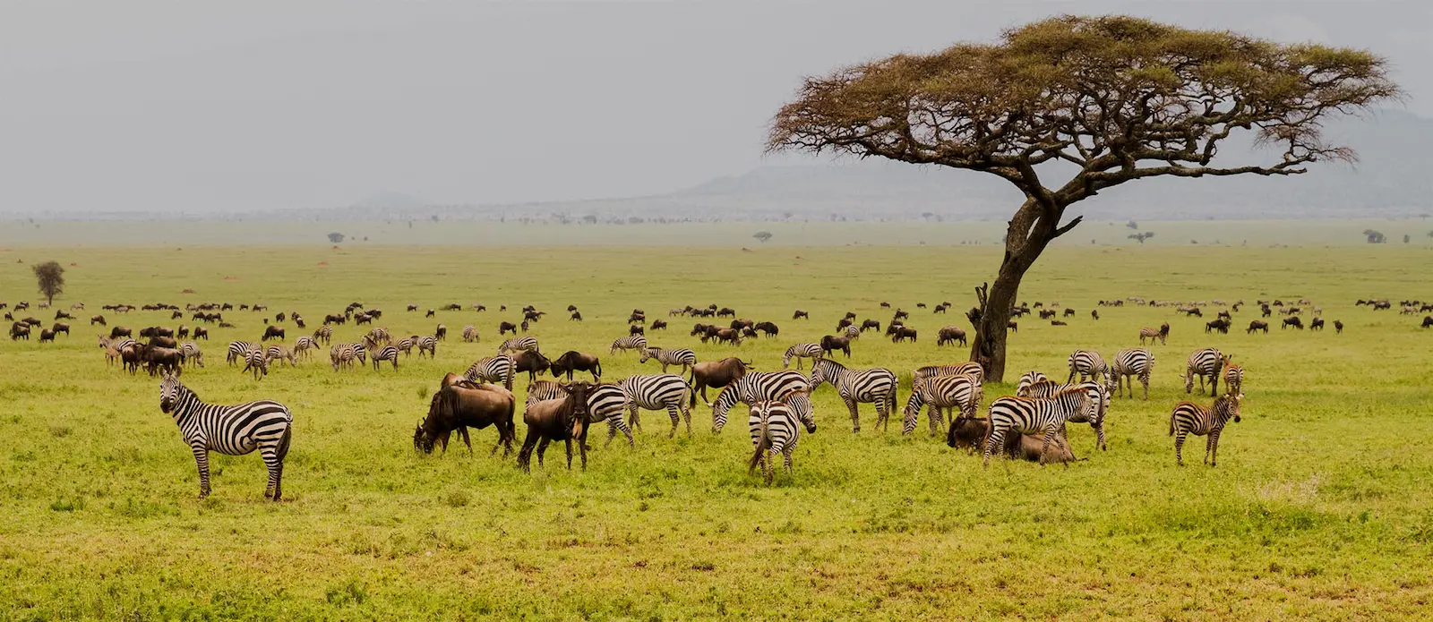 Combine a Tanzania Safari and Zanzibar Beach Holiday