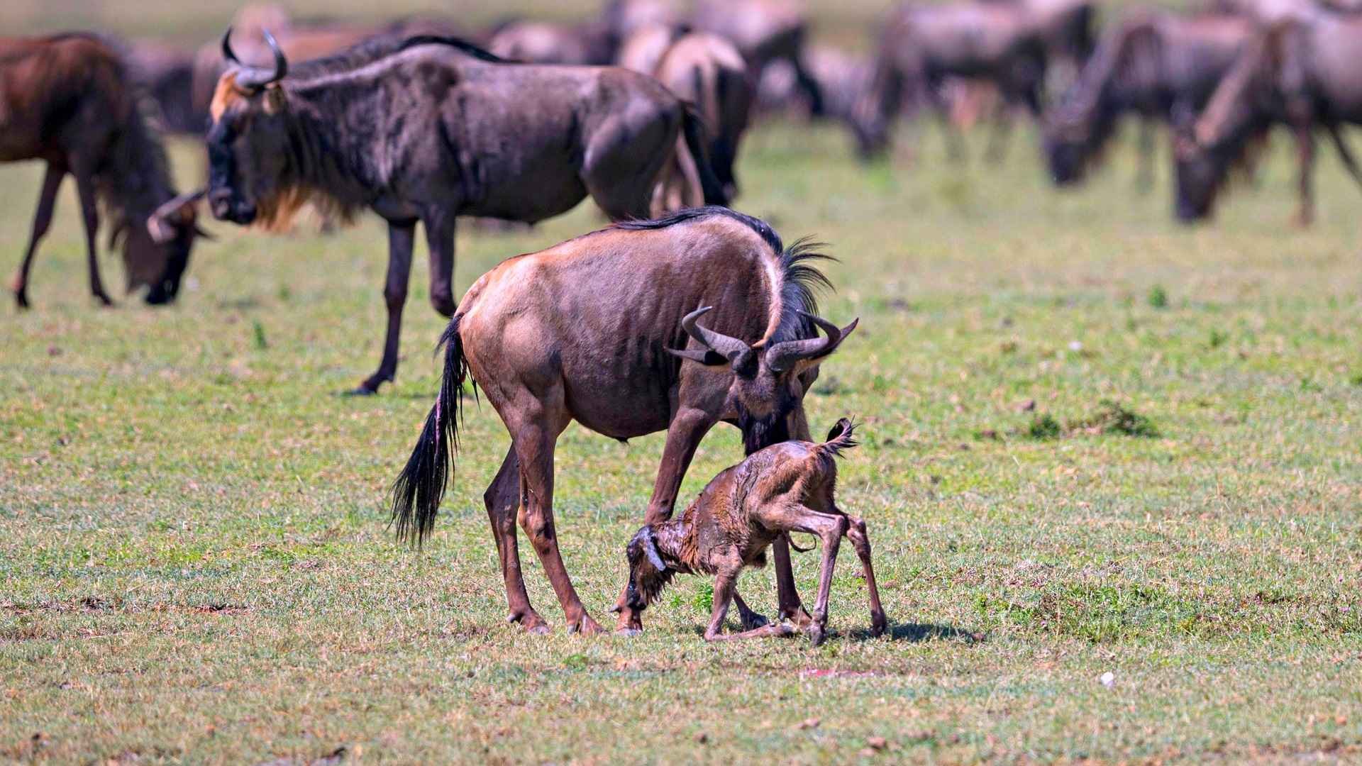 Ndutu Calving Season